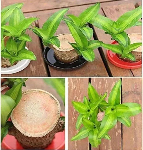 Urban™ Lucky Brazil Wood Potted Plant (Buy 1 Get 1 Free)