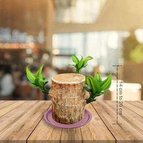 Urban™ Lucky Brazil Wood Potted Plant (Buy 1 Get 1 Free)
