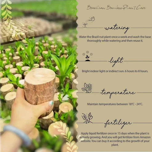 Urban™ Lucky Brazil Wood Potted Plant (Buy 1 Get 1 Free)