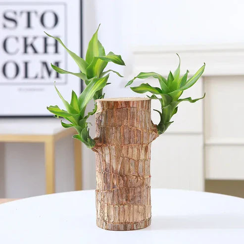 Urban™ Lucky Brazil Wood Potted Plant (Buy 1 Get 1 Free)