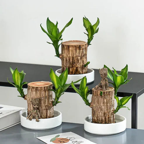 Urban™ Lucky Brazil Wood Potted Plant (Buy 1 Get 1 Free)
