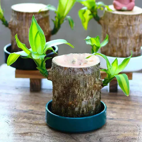 Urban™ Lucky Brazil Wood Potted Plant (Buy 1 Get 1 Free)
