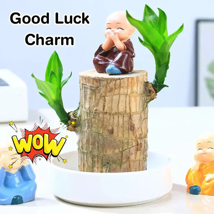 Urban™ Lucky Brazil Wood Potted Plant (Buy 1 Get 1 Free)