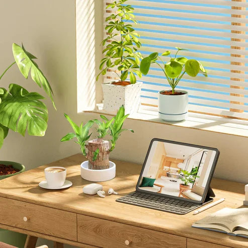 Urban™ Lucky Brazil Wood Potted Plant (Buy 1 Get 1 Free)